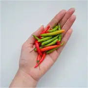 Chilli - Calcutta F1 (Short) seeds