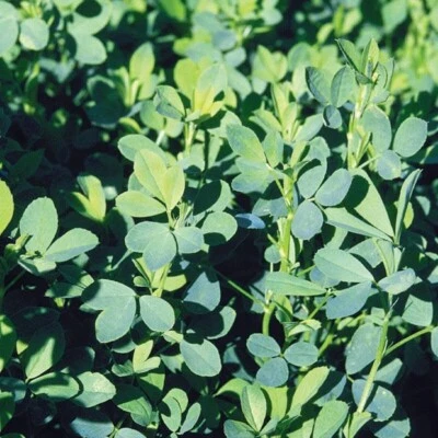 1 lb. Alfalfa Seed Forage Cover Crop Food Plot Seed Wildife