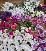 PETUNIA 'Dwarf Mix' / Nana Compacta Mix seeds