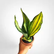 Sansevieria Futura America Rare Uniqe Snake Plant