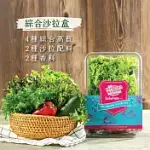 【源鮮智慧農場】綜合沙拉盒(生菜、沙拉、萵苣、水耕蔬菜)