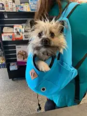 Puppy Travel Mesh Pet Dog Carrier Backpack Travel Portable Bag AU