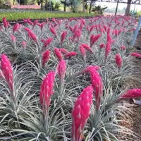 在飛比找蝦皮購物優惠-🌿空氣鳳梨棉花糖【Tillandsia Cotton Can