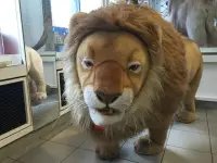 在飛比找Yahoo!奇摩拍賣優惠-德國Steiff 大型動物出租—非洲公獅子(1:1尺寸)