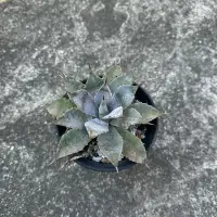 在飛比找蝦皮購物優惠-血雷 血雨交種 側芽 龍舌蘭 Agave hyb 交種