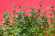 Buy Thyme Herb Plants - Thymus vulgaris