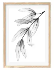 [Profile Australia] Transparent Eucalyptus Feather Leaves Art Print A1 Frame in Natural