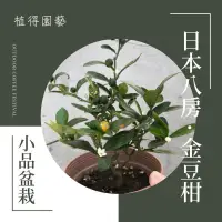在飛比找蝦皮購物優惠-植得｜日本八房 金豆柑｜多年生常綠精品小品盆栽