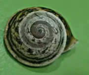 The RARE Papuina sp. - LAND SNAIL - Could be new sp.