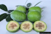 Buy Feijoa Duffy Trees in Australia (Acca sellowiana)