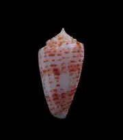 Sea shell - Conus proximus- 33mm- NICE COLOR!!!