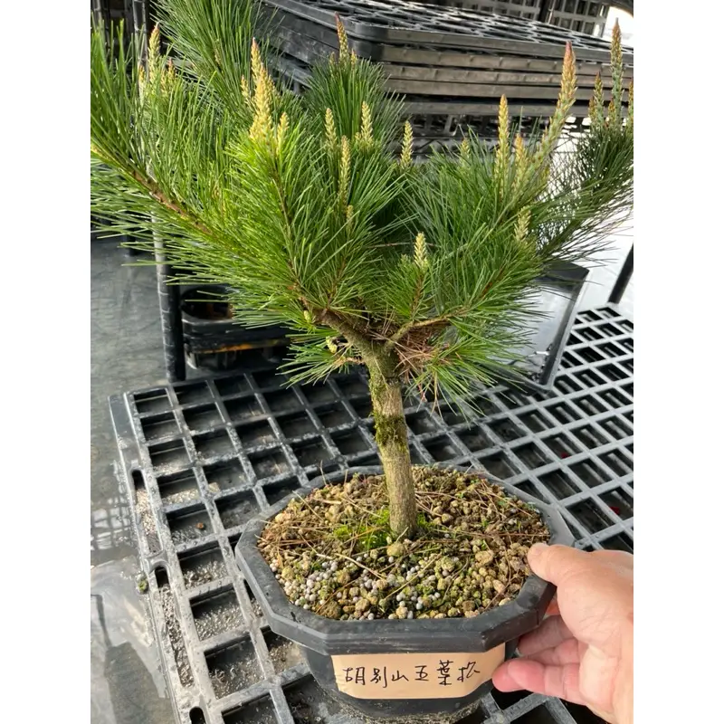 五葉松　盆栽　棚良　樹高67cm 五葉松 盆栽 棚良 樹高67cm 盆栽翠松園 Bonsai Suishoen - 半