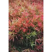 140mm Callistemon Great Balls Of Fire - Callistemon salignus ‘Great Balls of Fire’