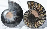 Large Black Ammonite Pair Crystals 110myo Dinosaur age Fossil 160mm 6.4" 9576cc
