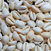 White Cowrie Natural Shells For Crafts Art Decor jewellery 5 Kg