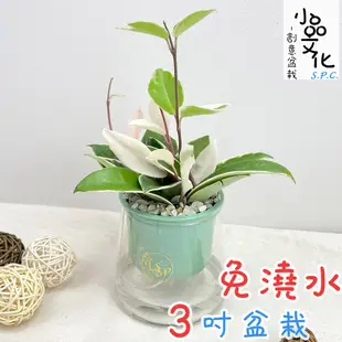 【小品文化】白斑毬蘭【現貨】3吋山形盆 懶人盆栽 免澆水盆栽 水培 簡單種植 觀葉植物 室內植物 自動吸水 花盆