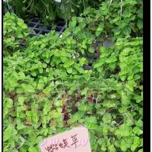 花花世界_香草植物--蝦蟆草-- 原產地為西印度、墨西哥、南美洲6吋盆高20-30公分