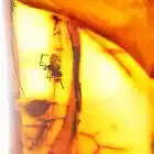Genuine Baltic Amber Fossil Swarm of 4 Gnat Insects 9.6g Natural Rare Inclusion