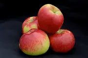 Dwarf Apple - Montys Surprise Fruit Tree - Malus domestica