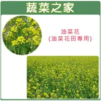 在飛比找樂天市場購物網優惠-【蔬菜之家】精選特優油菜花種子(油菜花田專用)(產地台灣)5