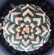Astrophytum asterias V Type rare japan cactus 50 SEED + PHYTO certificate
