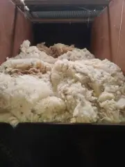 Bales of Unwashed XB Lamb's Wool sheep Wool 2nd x [DN] Multiple options