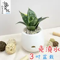 在飛比找蝦皮商城優惠-【小品文化】虎紋金邊虎尾蘭【現貨】3吋雪胖盆 懶人盆栽 加水