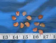 ~ African Snail Shells ~ *Tricolia* ~ 10 ~ Shellcraft~ Sailor's Valentines ~