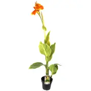 180mm Canna Tropicanna Gold - Canna var.