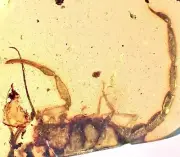RARE FULL SCORPION 99MYO RARE! Burmite Amber Fossil Insect DINOSAUR AGE
