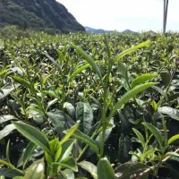 在飛比找蝦皮購物優惠-2017春茶-阿里山珠露烏龍