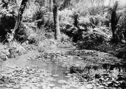 Bendigo Victoria 1895 - The fernery and pond at Roskand Park Old Photo