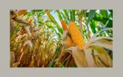 100% ORGANIC POPCORN Kernels Corn Seeds - POPPING CORN