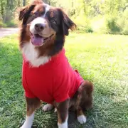 Flex-Fit Hoodie- RED MEDIUM