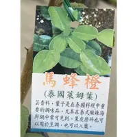 在飛比找蝦皮購物優惠-馬蜂橙/泰國檸檬葉/永吉種苗園