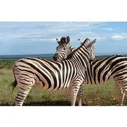 Save 5.00%! Addo Elephant National Park and Quad Biking Combo