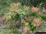 Buy Dwarf Mango Alison Red Fruit Trees in Australia Mangifera indica