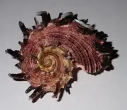 70 mm LARGE Angaria Delphinus Melanacanth Seashell #AB3 From Tamil Nadu