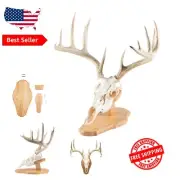 Elegant Oak Euro Trophy Mount Kit for Whitetail & Antelope - Easy Assembly