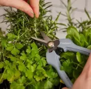Cyclone Pruner Floral Snips Della Blue