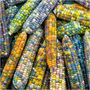 Corn - Glass Gem seeds
