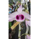 上賓蘭園 DEN. ANOSMUM 珍珠2.5吋盆 倒吊石斛蘭