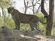 Leopard (Panthera pardus) on termite mound, Linyanti Concession, Ngamiland, Botswana Poster Print (9 x 12)
