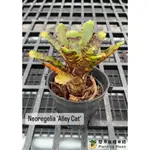 懸月栽種日誌／積水鳳梨／NEOREGELIA 'ALLEY CAT'／3吋盆