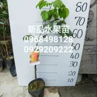 在飛比找蝦皮購物優惠-紅毛丹苗（大果/離核/產量大） 10株優惠 👉1000/棵👈