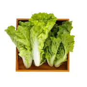 Chinese Cabbage - Tokyo Bekana seeds