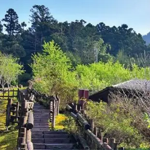 【嘉義阿里山賞花趣二日遊-台北車站出發】銀髮團、森林遊樂區(台中彩虹眷村、民俗文物館、拾粹院文創園區)