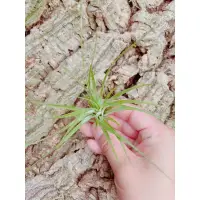 在飛比找蝦皮購物優惠-空鳳 硬葉多國花 Tillandsia stricta "B