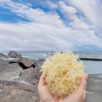 在飛比找蝦皮購物優惠-東北角海王子石花菜「東北角品質最好、最搶手的石花菜」「海燕窩