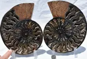 Dinosaur PAIR BLACK Ammonite 1 IN 100 XXXLG 200mm 110myo FOSSIL 8.0" 3102xx